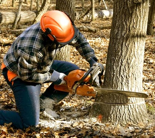 Tree Removal in Mcadoo, TX